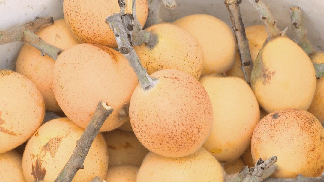 亩产达150公斤，目前大多已经成熟，采摘季将一直持续到5月下旬至6月初。