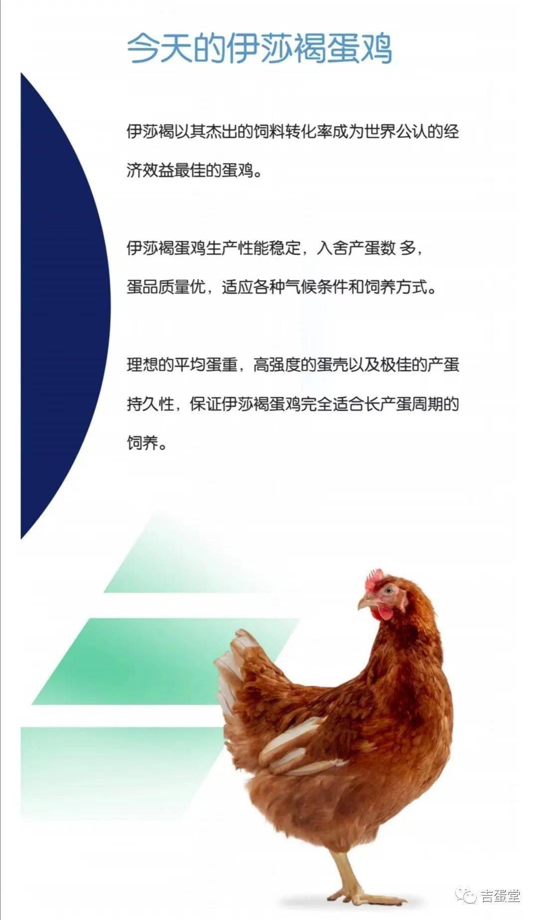 伊莎褐蛋鸡的管理手册图片