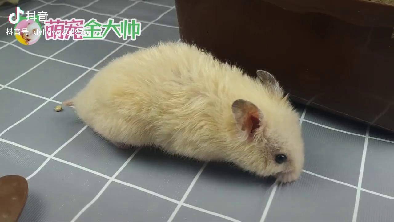 小仓鼠金大帅的好朋友长腿,为啥天天跑跑轮?