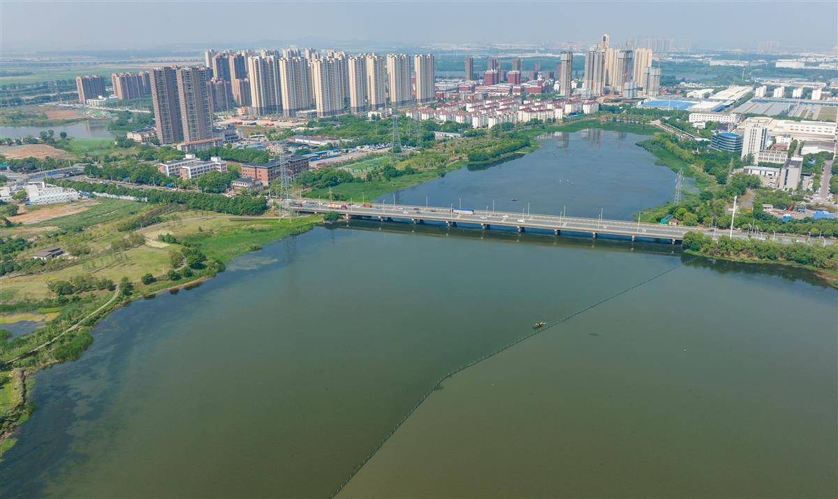 5月16日,武汉万家湖,白鹭和打捞水草,维护水环境的工人和谐共处.