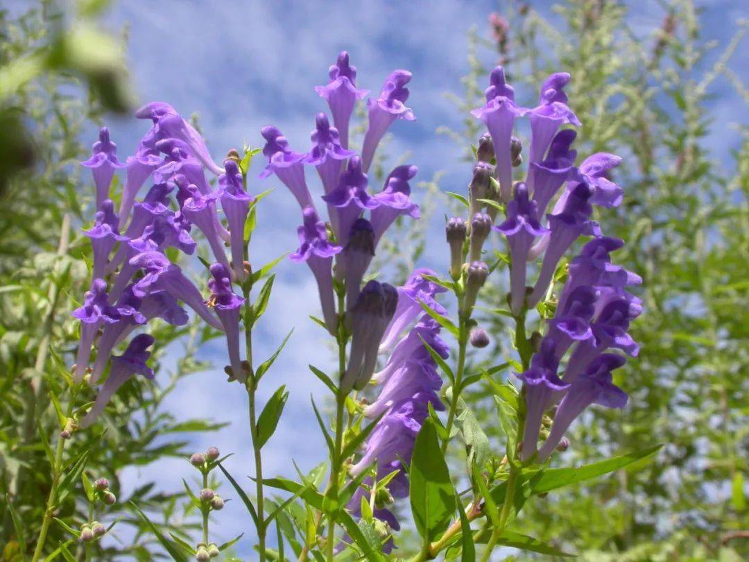 中药小课堂黄芩