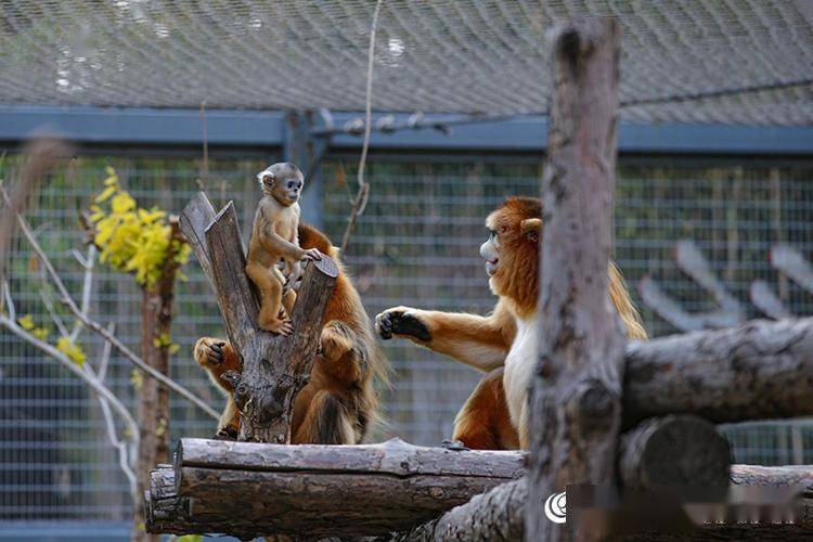 图集心动预警烟台南山公园动物园新添一批萌宝