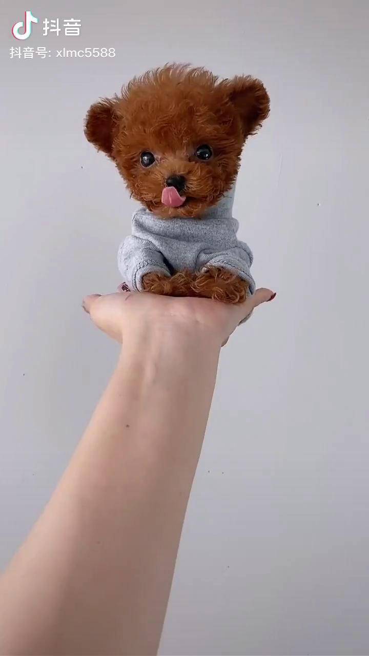 手腕火了家有萌宠萌宠盘它茶杯犬立耳泰迪你也太好看了吧