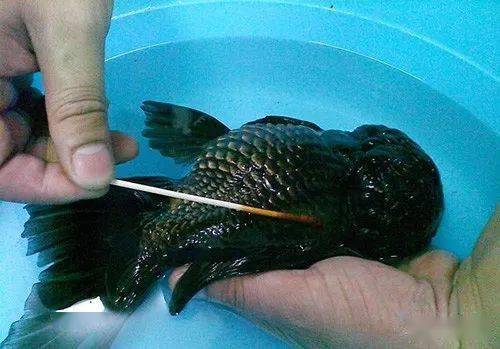 图片演示如何给金鱼打针