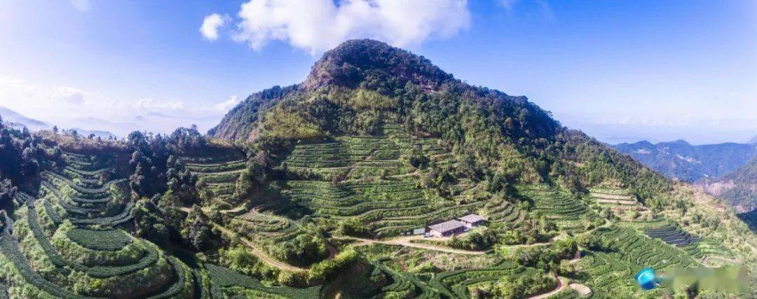 容县杨村镇平贯村点"绿"成"金"兴乡村_纱帽_发展_茶叶