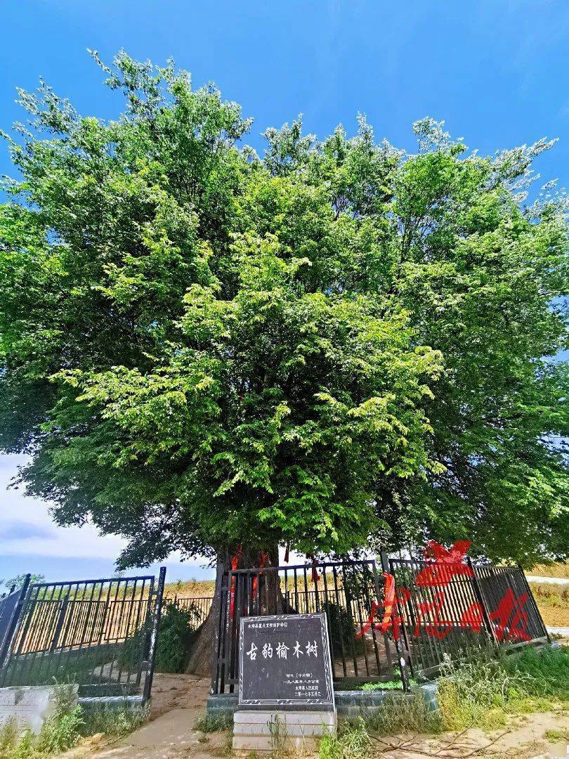 咸阳最老的古树在这里已经1700岁了