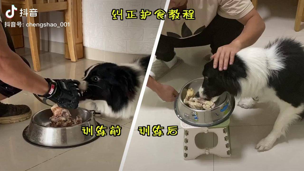 一分钟教你纠正狗狗护食教程宠物边牧创作热词计划创作热词