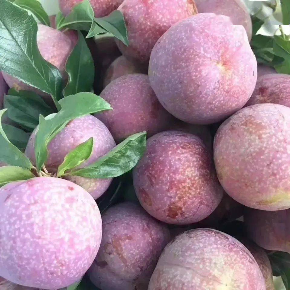 银妃驾到98元抢钱排三华李5斤装大果现摘现发