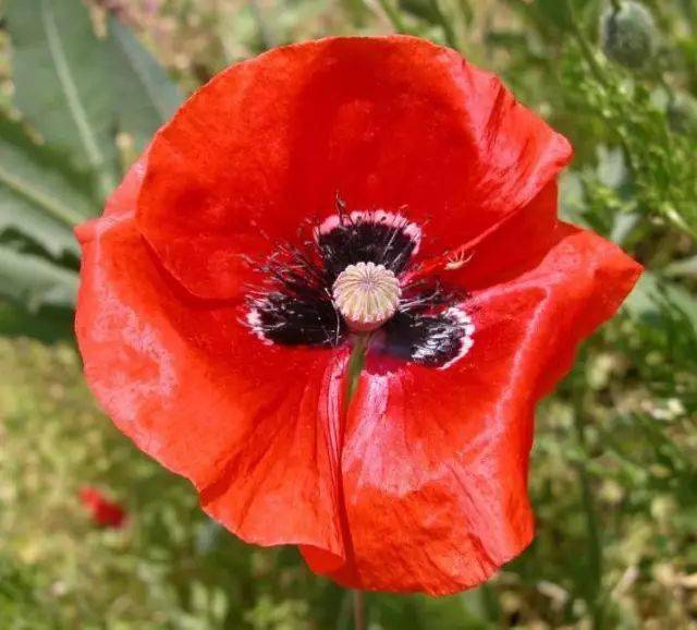 鬼罂栗_罂粟_东方_草本植物