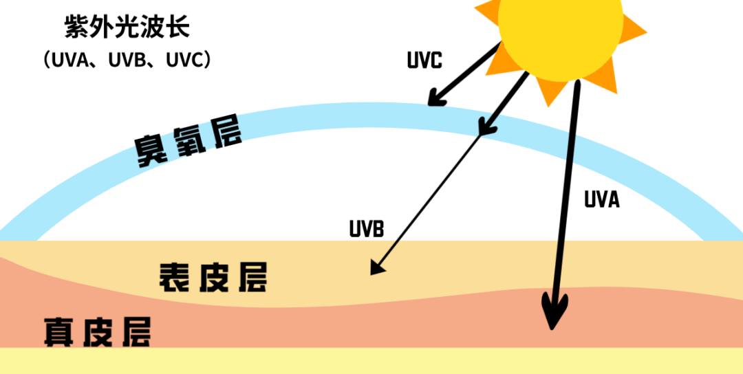 根据波长不同分为uva,uvb,uvc.首先来了解一下紫外线.