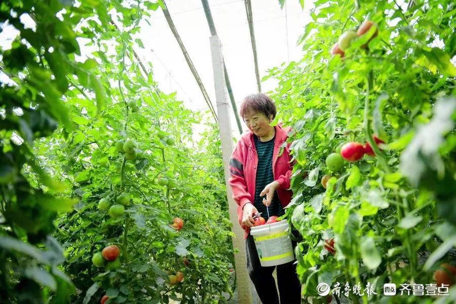 近日,岱嶽區馬莊鎮南蘇村西紅柿採摘園裡的西紅柿熟了.