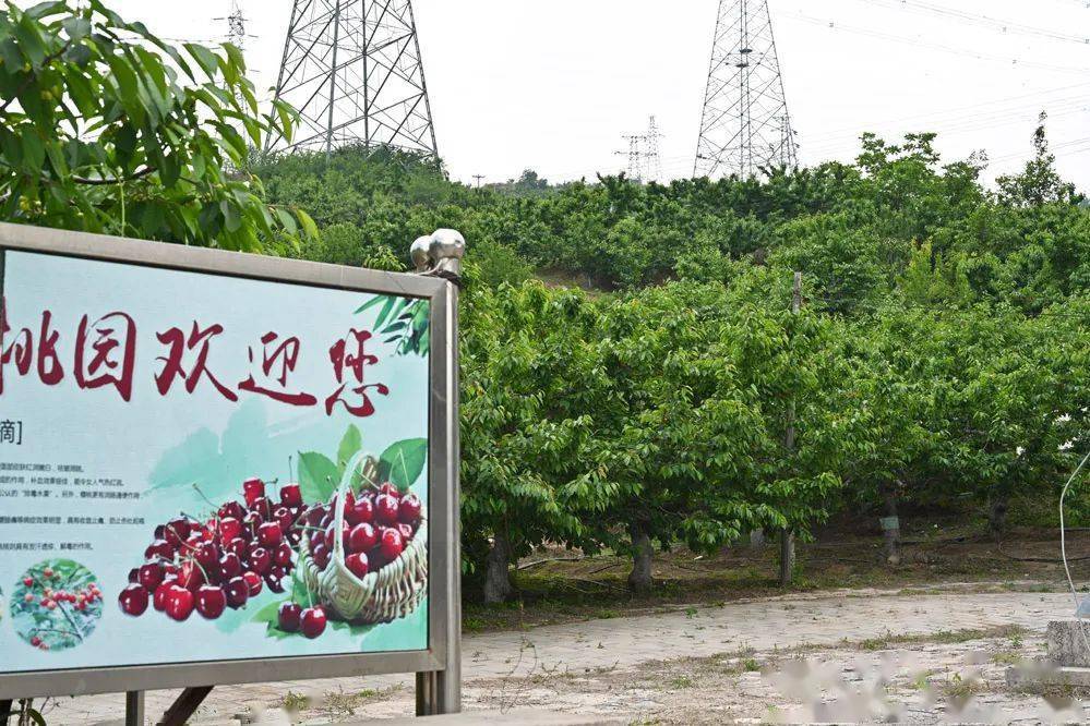 开园门头沟莲石路旁百亩樱桃园近百个品种的樱桃进园采摘随便吃