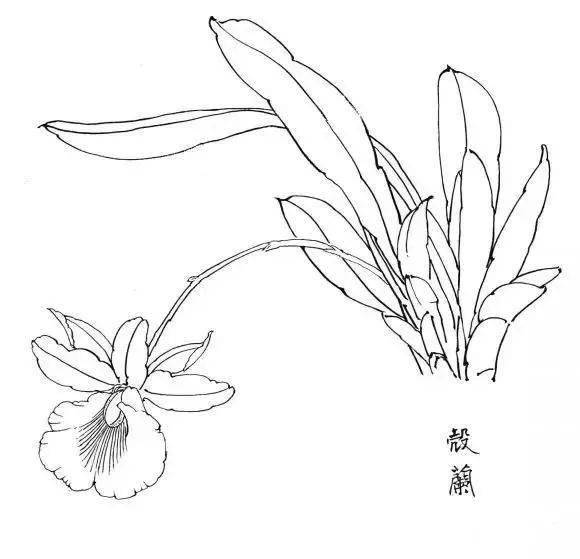 简单白描花卉图片大全图片