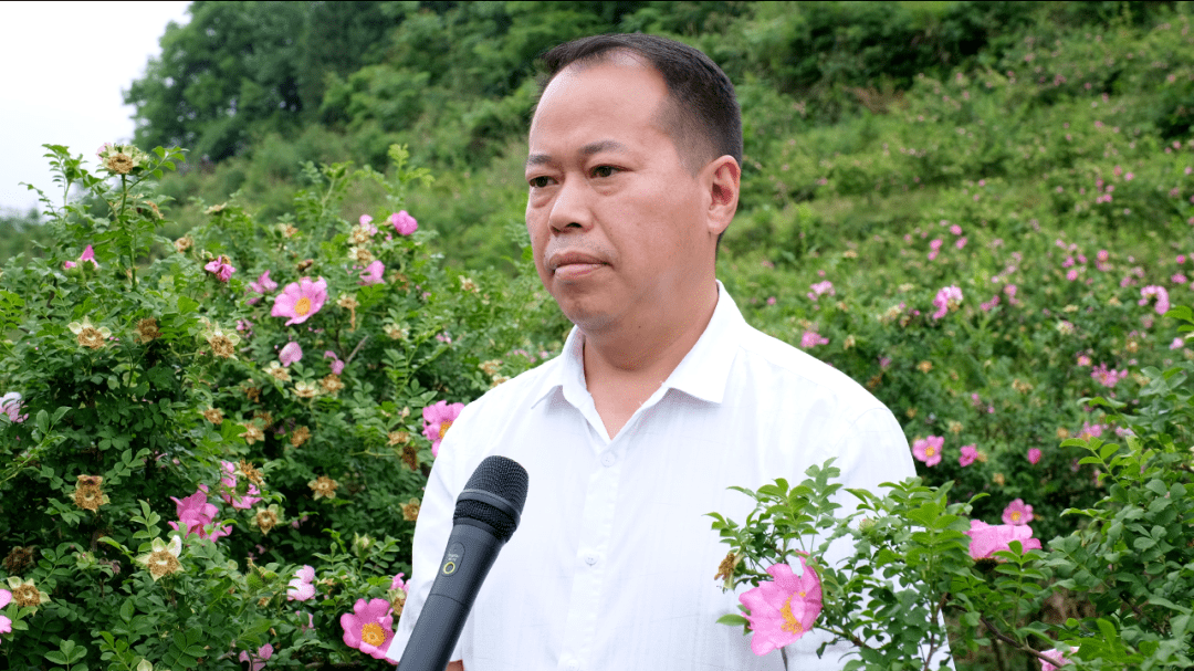 "我们将和国药集团合作,生产刺梨酵素,刺梨原汁,刺梨面膜,重头戏主要