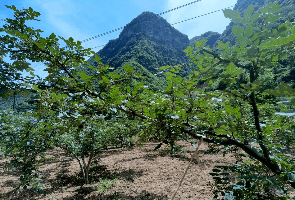 麦积区三岔镇图片