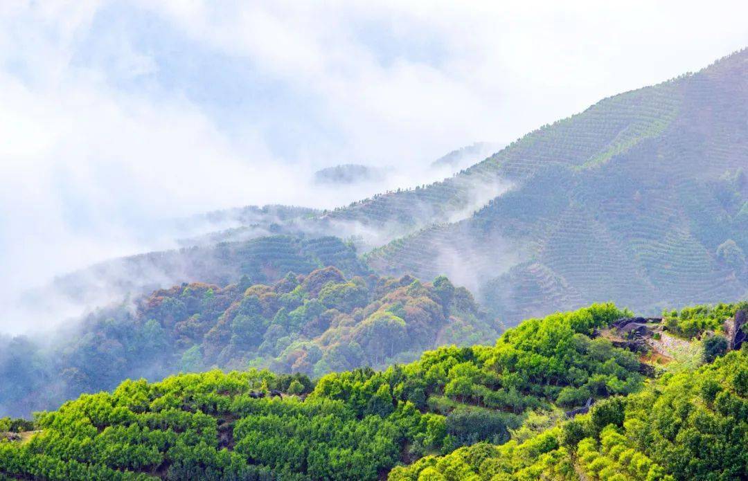 好山好水好工夫 | 茶树百年传承 单丛茶香悠悠_潮州_凤凰单_凤凰山