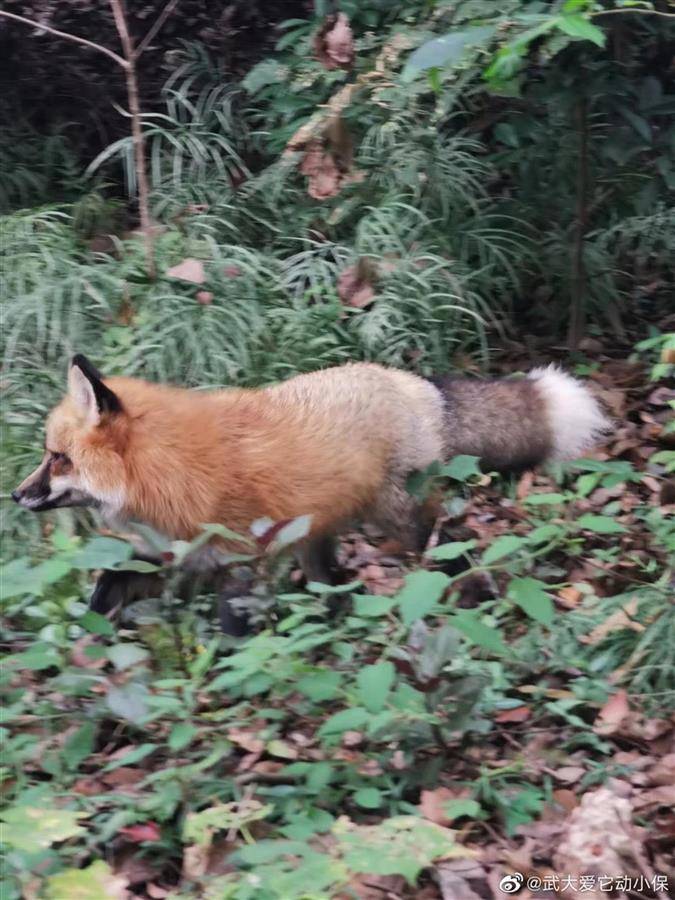 武大网红狐狸珞珞走了从此成为珞珈山的精灵