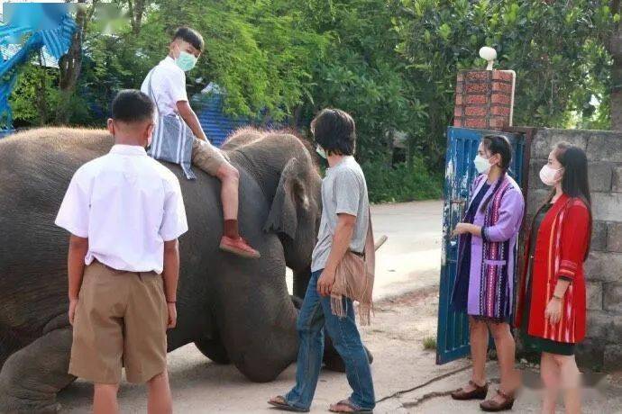 为了应对油价上涨,泰国学生都骑大象来上学了._tangmo_电话_热线
