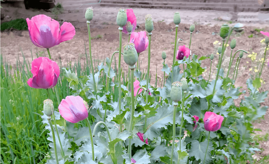 这种花,一株都不能留!