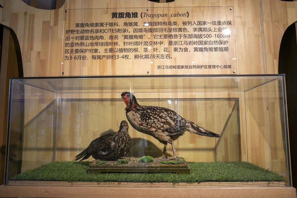 温州大学动物标本馆开馆 好吃的"泥蒜冻"和珍贵的黄腹角雉这里都有