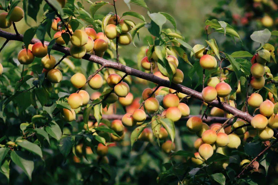 华南,江南和西南三大产区均种植了30万亩以上的果梅,其中华南产区的"