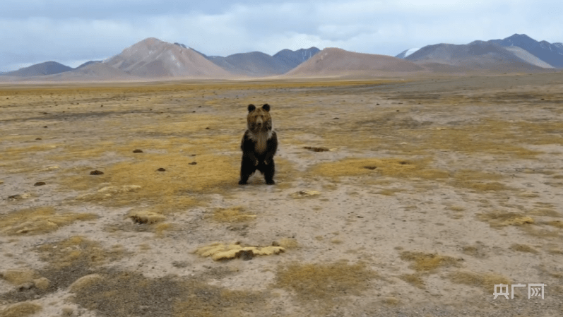 青海德令哈：无人机“偶遇”西藏棕熊与野牦牛