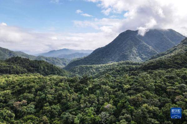 国际生物多样性日：探海南热带雨林 听万物交响乐章