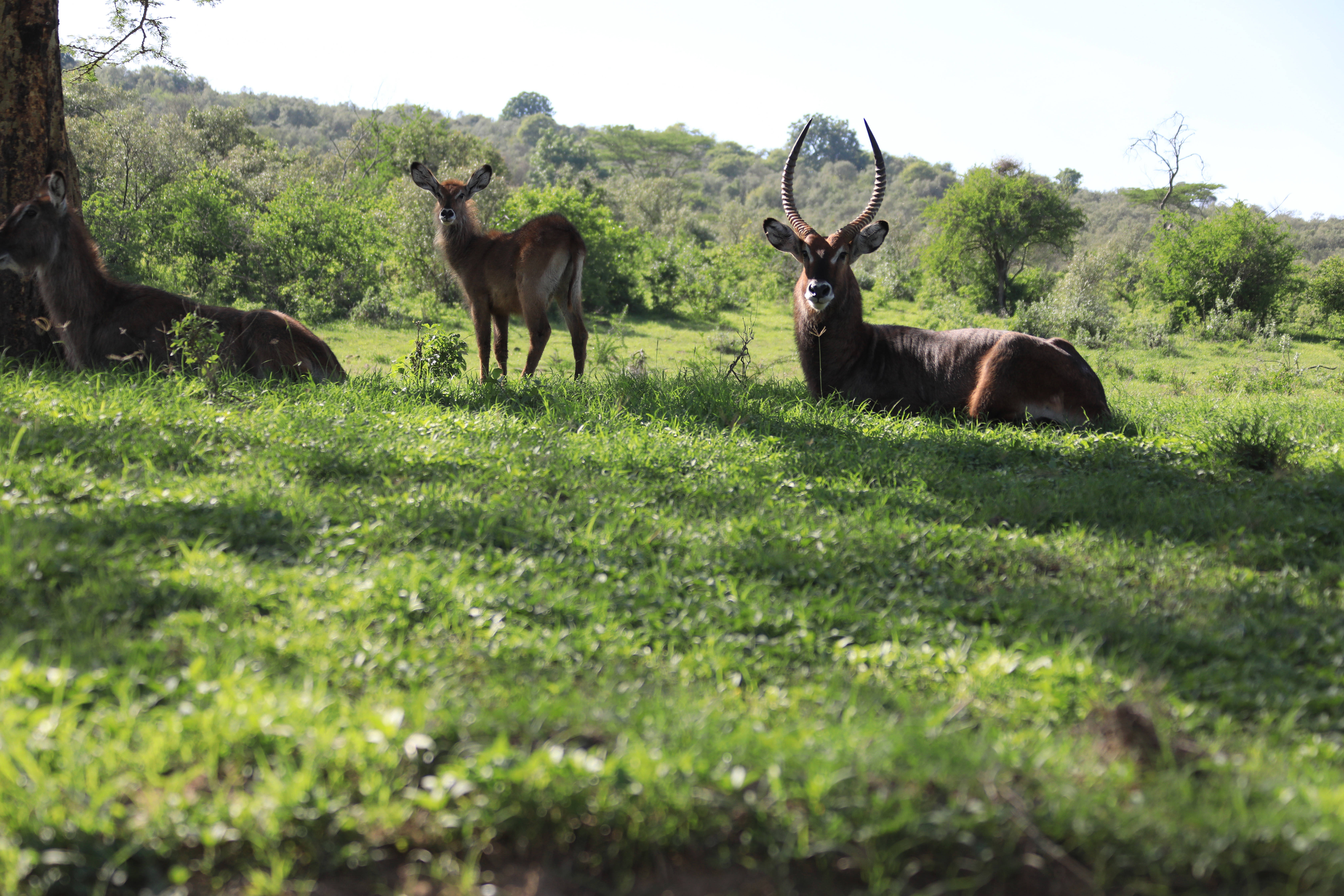 肯尼亚：纳库鲁湖国家公园的野生动物