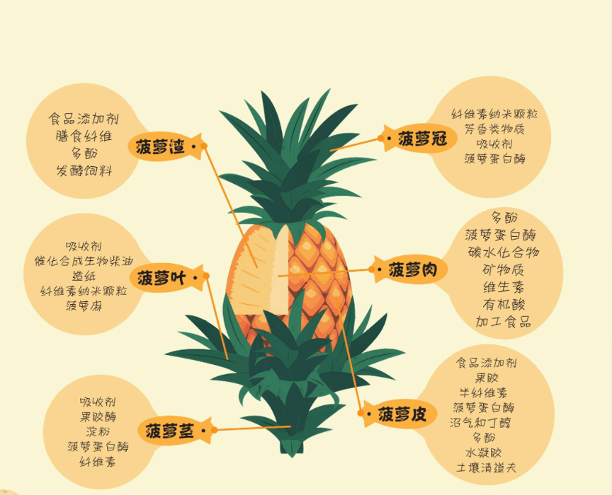 菠萝结构图解图片