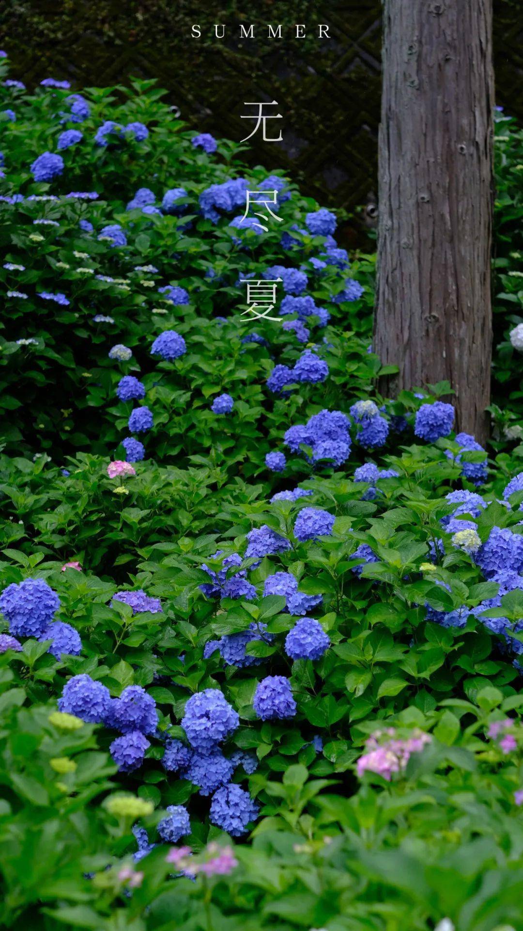 缤纷色 96《万叶集》中就有俳句这样形容:「树木静无言,无奈紫阳花