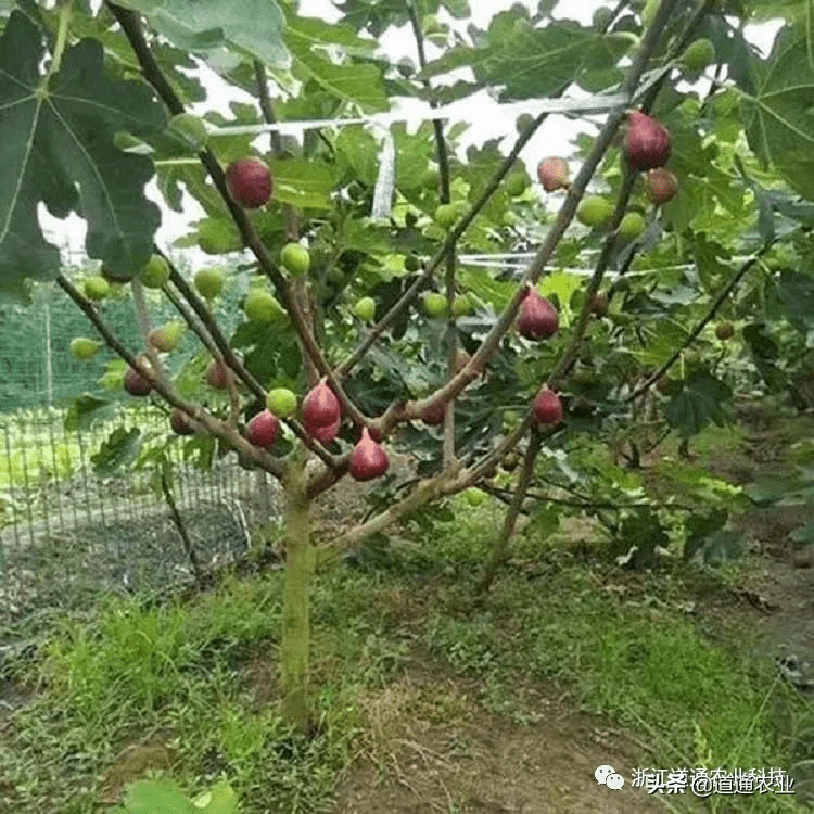 在無花果開花掛果期間施肥就要用以磷元素的肥料為主,這種肥可以促進