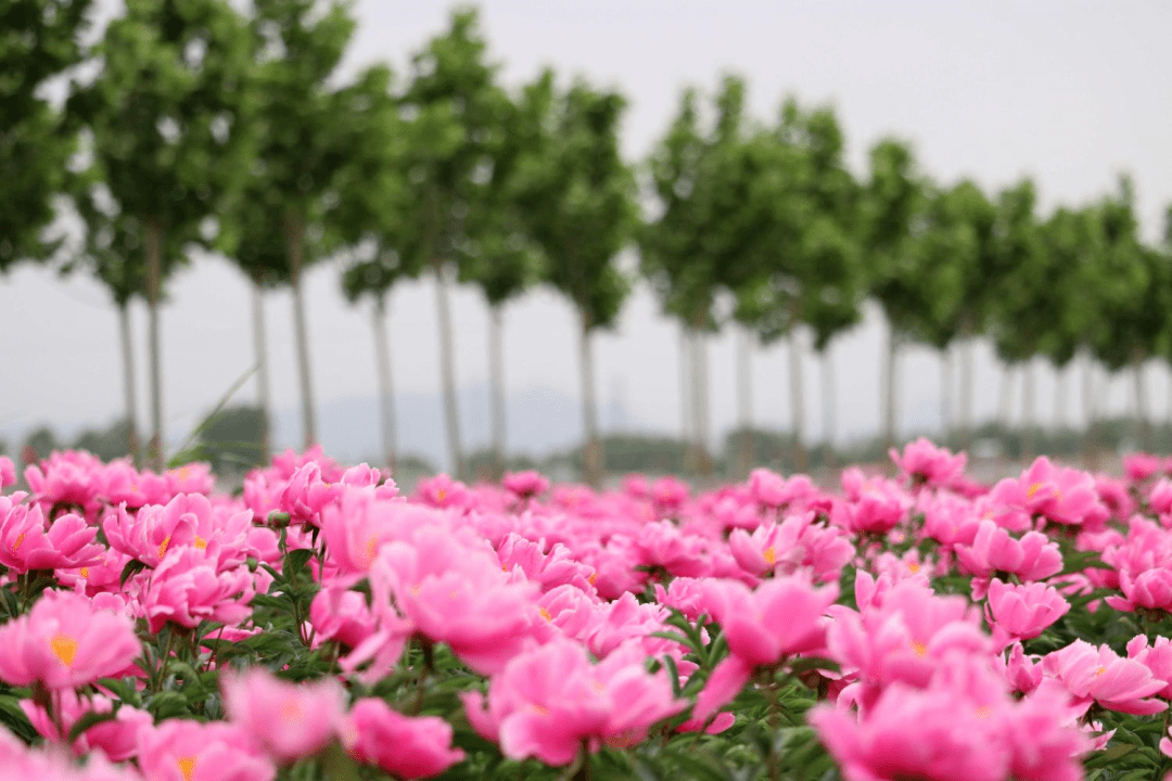 北戴河新區這片花海霸屏朋友圈~_牡丹_秦皇島_赤洋