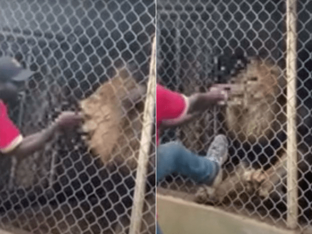 牙买加一名动物园工作人员被狮子咬掉手指