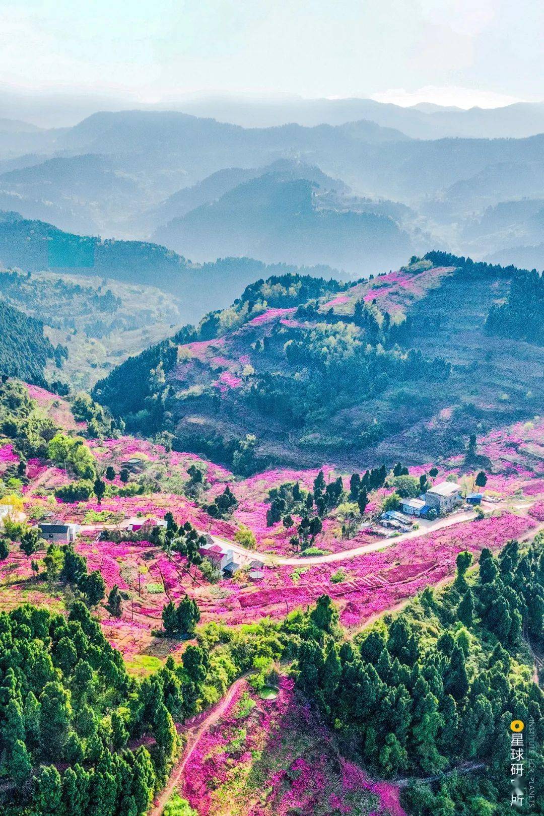 龙泉驿桃花盛开,满山染霞