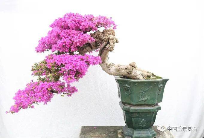 蛟龙探海势不可挡杜耀东的这棵三角梅作品很不一般