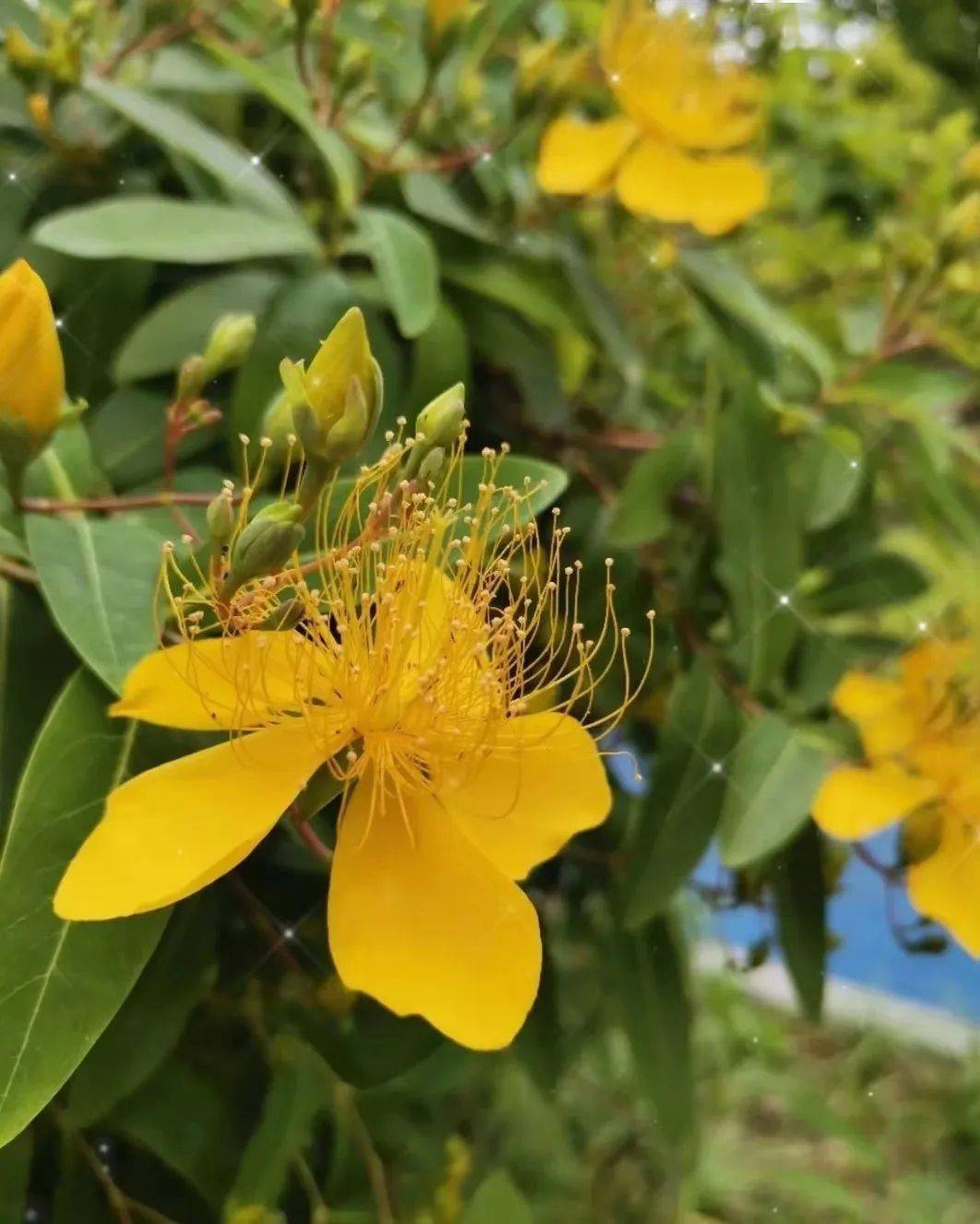 76金 絲 桃賞花時間:5月-6月萱草花語(也叫母親花):永遠愛你忘憂