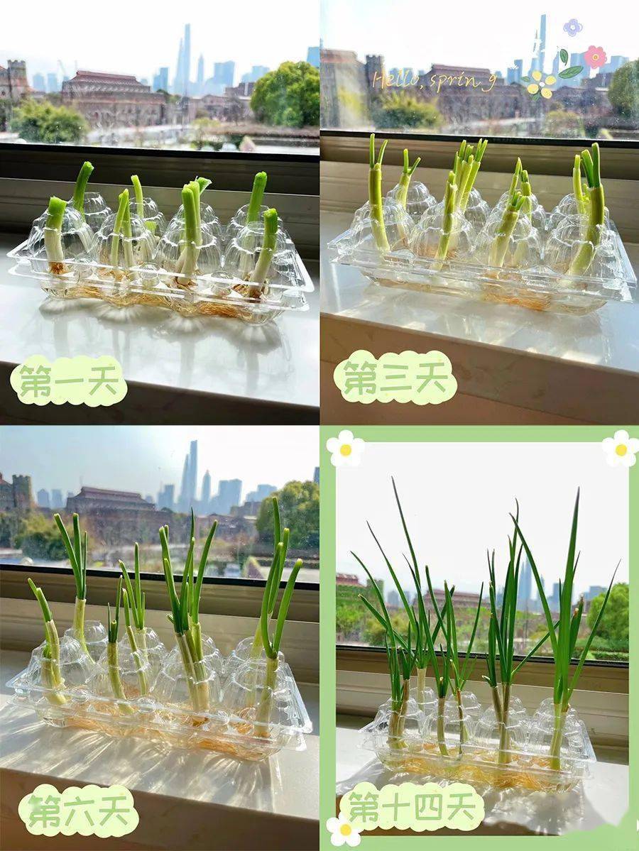 今年春天不种花,买葱种葱得葱花_小区_小葱_朋友