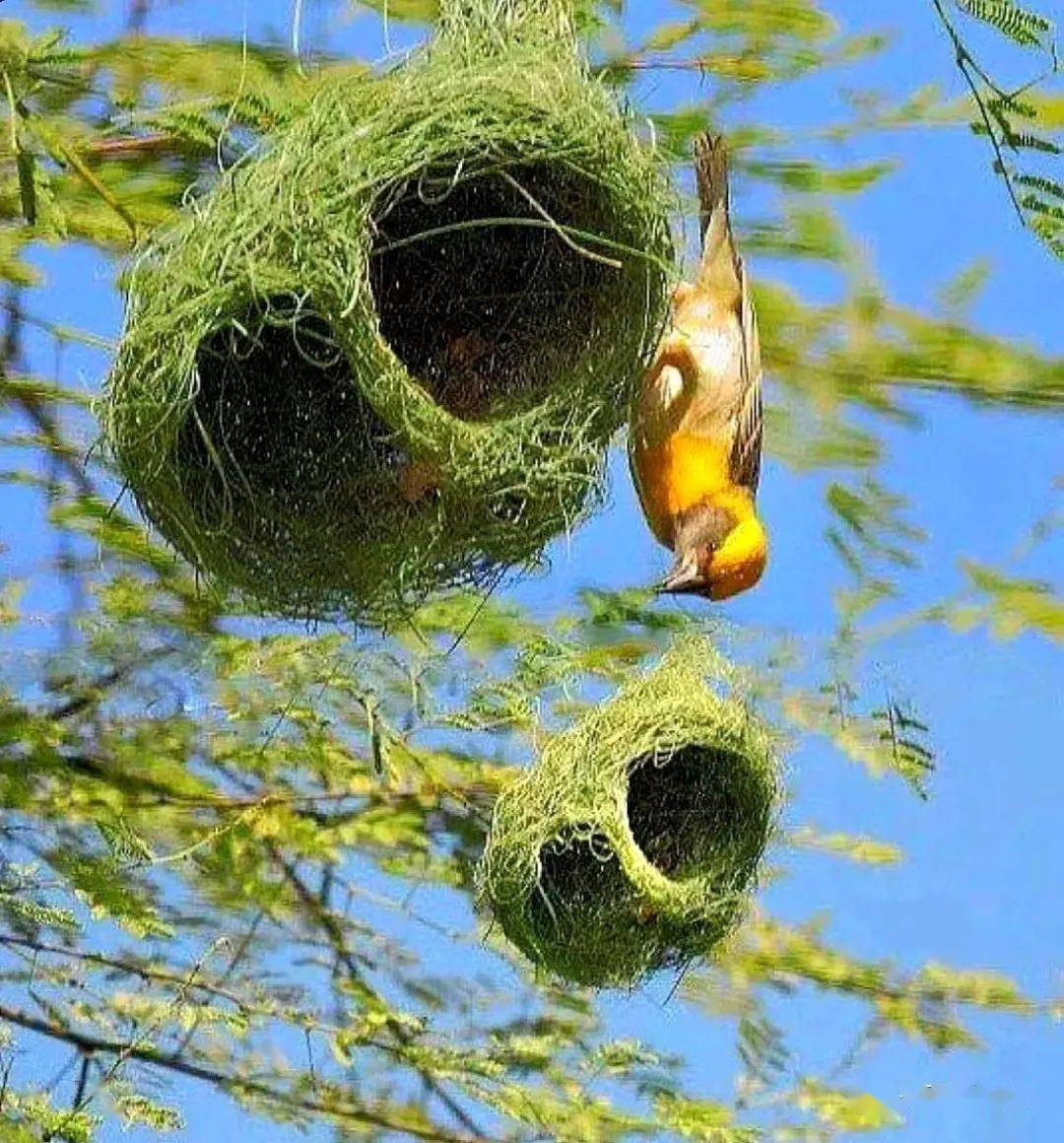 这鸟巢太精致了