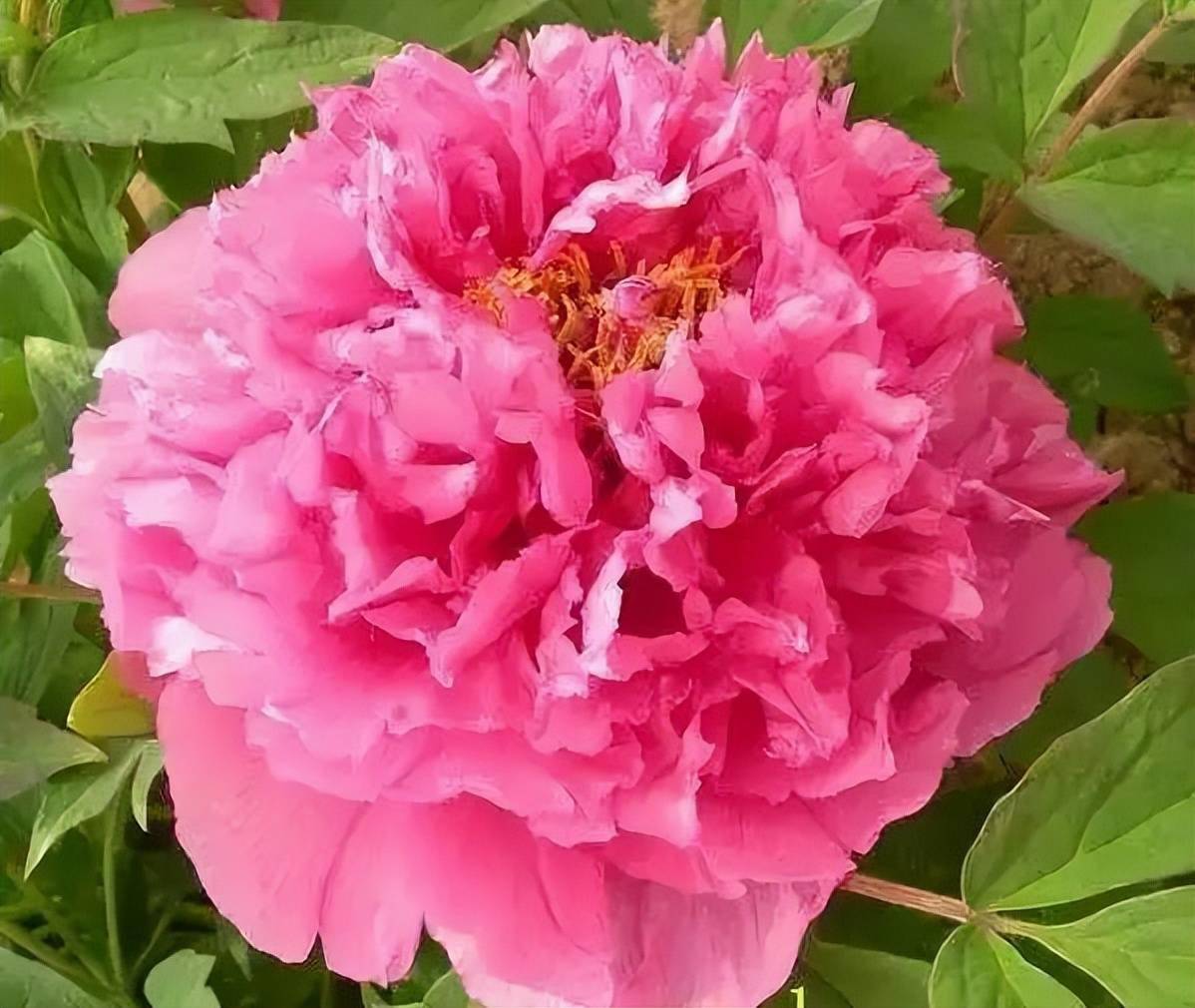 白鹤羽粉蓝紫和斗艳红牡丹欣赏