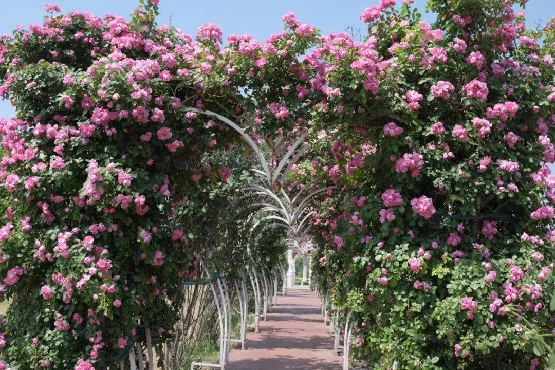 蔷薇花开,西安市内这10大赏花地,出片率满分!_点位_花墙_地铁