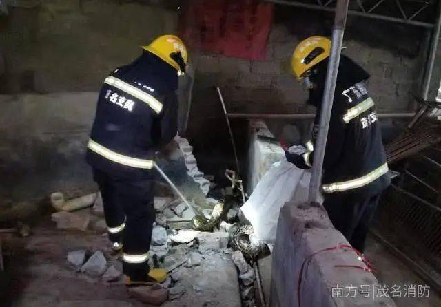 天时多变,观珠,霞洞,那霍均有蟒蛇出洞_茂名_人员_救援