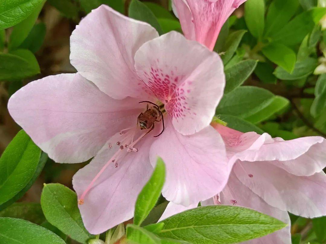 农院活动现代农学院第一届昆虫生态摄影大赛手机组快