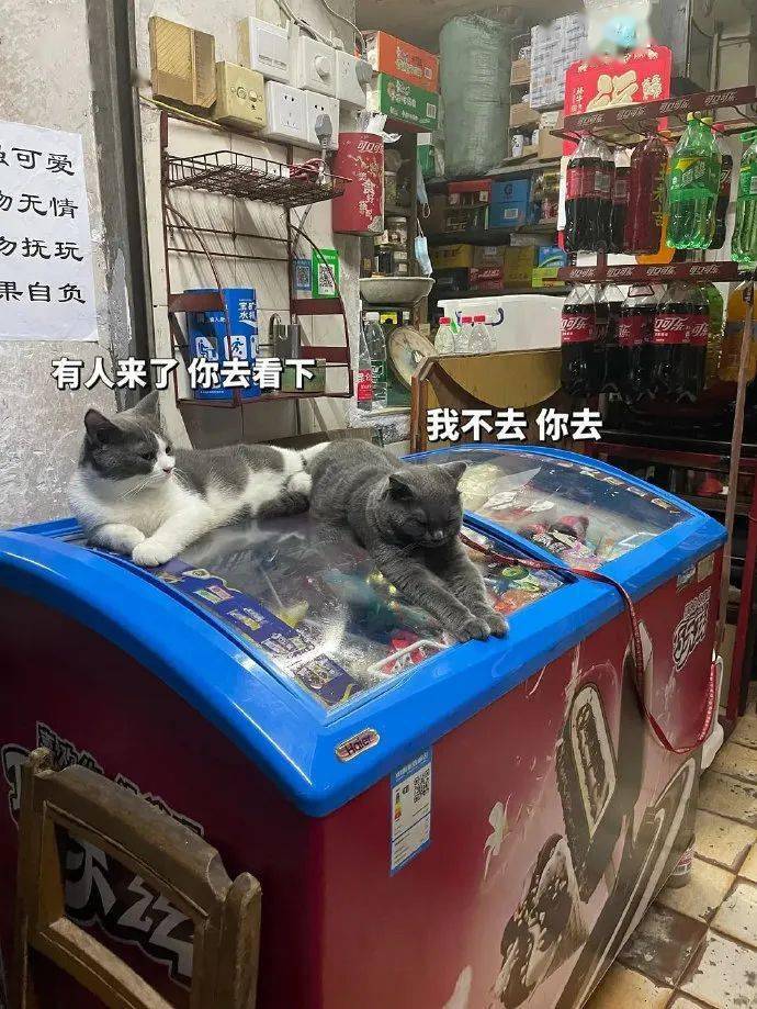 搞笑生活不易猫猫卖货