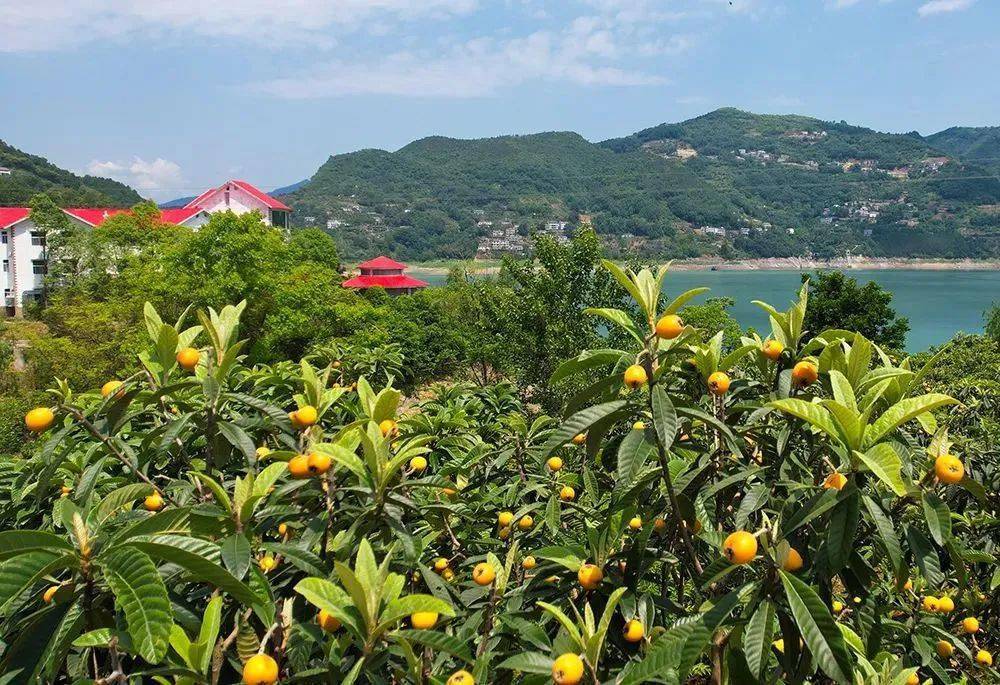 初夏的瀛湖有"宝贝"!一路都甜蜜!_安康市_枇杷_活动