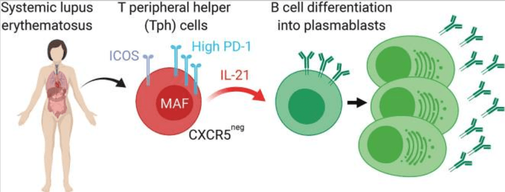 il-21与10种自身免疫性疾病_细胞因子_抗体_信号