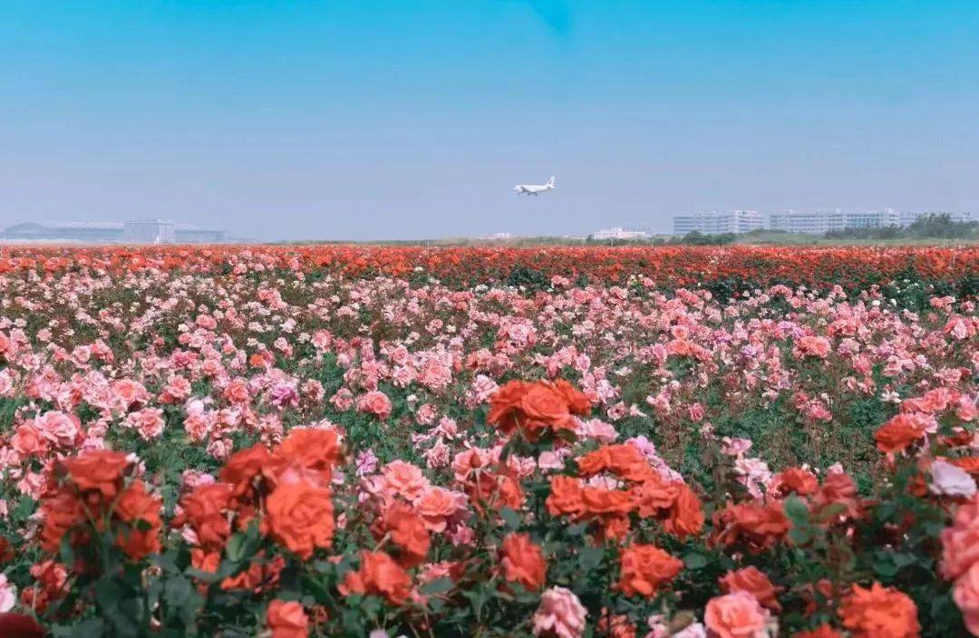 在空港新城的"云间花海"600余亩月季花开正艳远远看去 壮观一片红的
