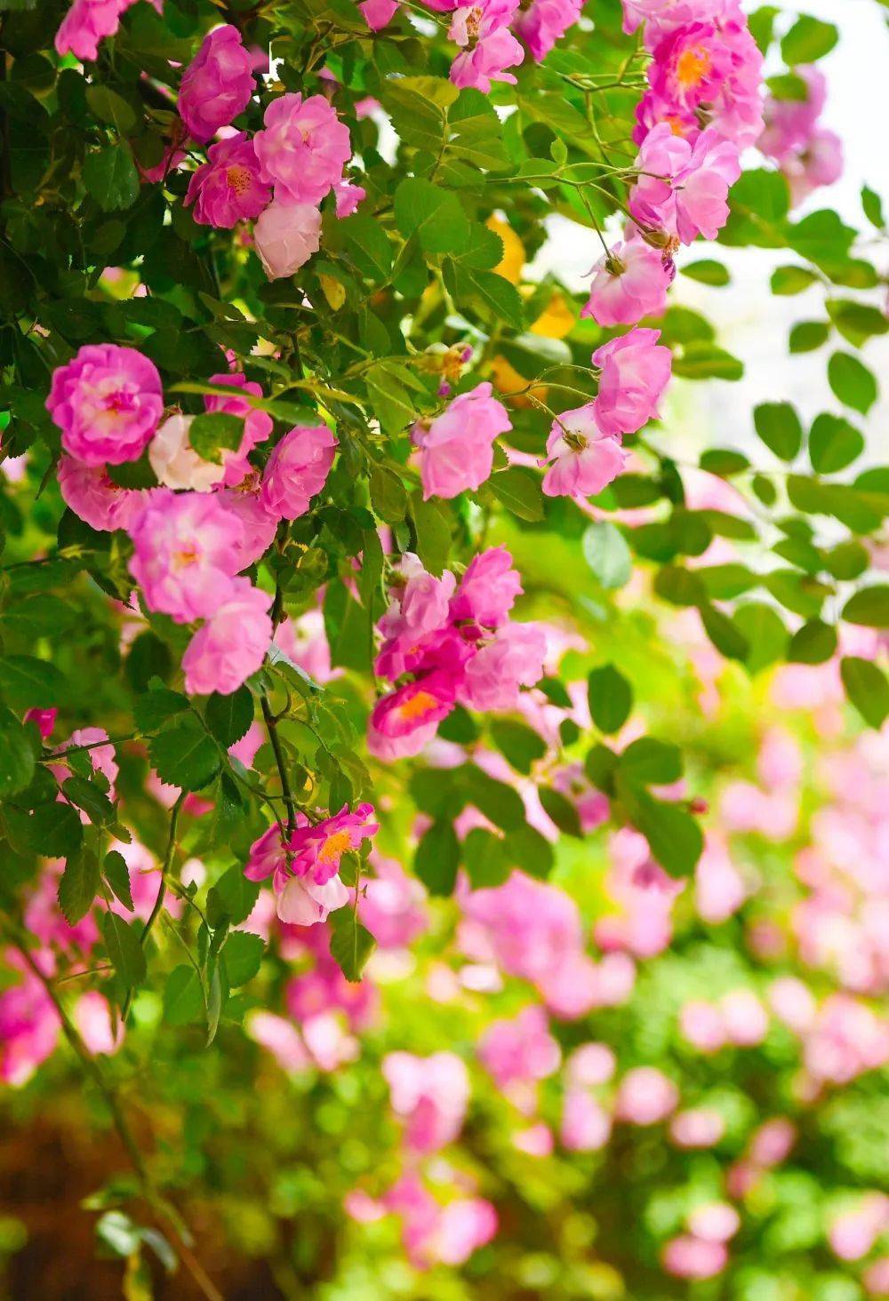 蔷薇花满架,不语也倾城～～_包河_唯美_微风