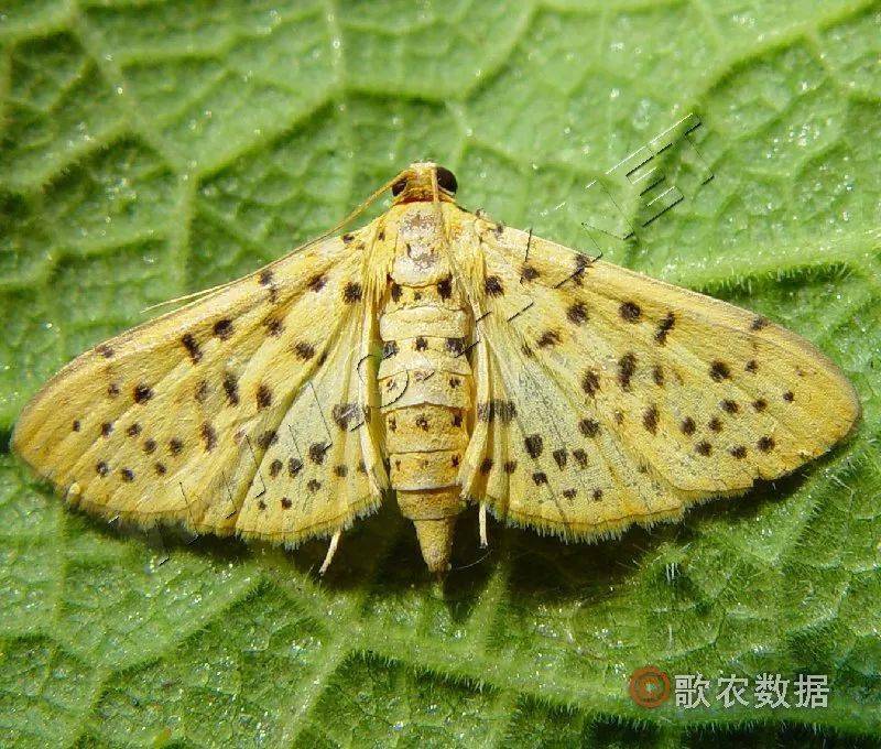 植保核桃树两病三虫的防治要点