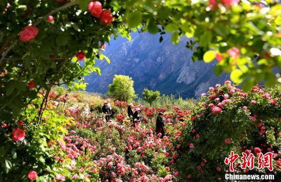 四川丹巴甲居藏寨20余亩玫瑰花盛开美如画