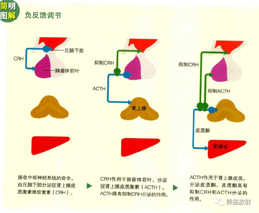 内分泌腺模式图图片
